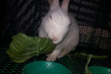 TWO BABY RABBIT EATING | BABY CHANNEL