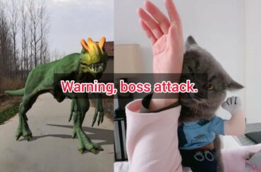 🐱Two suckling cats,🐰a newborn rabbit, 🐵a hairy gorilla, 🐻a bear in front of the window!