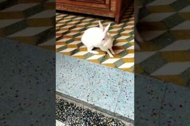 My cute bunny 🐇🐰 Maira