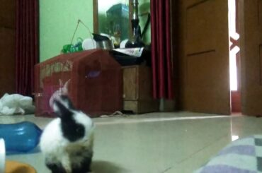 Cute rabbit drinking tea