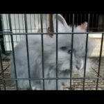 Lion Head Angora Rabbit Bunnies