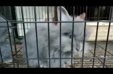 Lion Head Angora Rabbit Bunnies