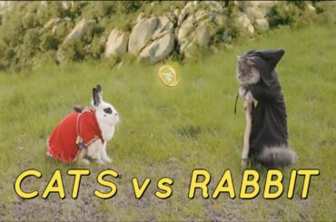 🤣 Cutest 😻 Kitten vs Bunny - Awesome Funny Pets Life Videos 😇