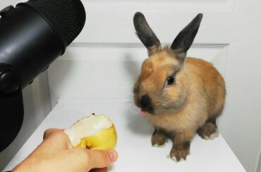 Cute Rabbit Eating Pear ASMR Fruit / my Pets ASMR