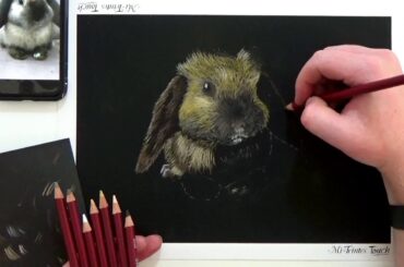 Baby Bunny Pastel Pencil Speed Drawing