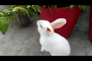 Cute rabbit