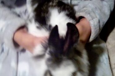 WE GOT A RABBIT 🐇 😍