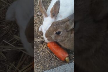 My old adorable bunnies