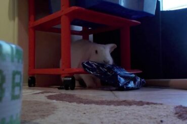 Bunny opening his presents Part 1