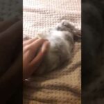 My comrade bunny Nikolai loves tummy rubs 😳