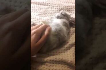 My comrade bunny Nikolai loves tummy rubs 😳