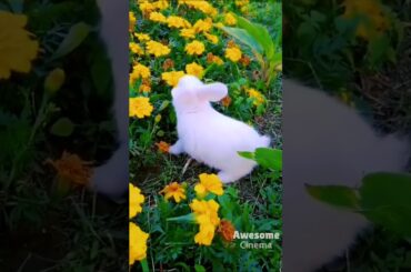 🐇🐇Super Cute Little Rabbits!🐰🐰