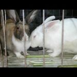 cute romantic Rabbit  enjoy this video