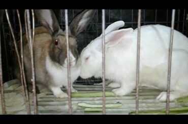 cute romantic Rabbit  enjoy this video