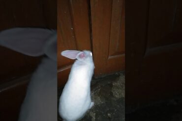 My cute rabbit😗😗😗😗😗😗😚😚🙂