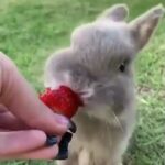 Rabbit is very beautiful and cute