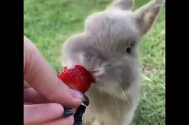 Rabbit is very beautiful and cute