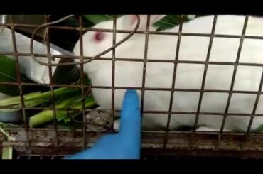 Rabbit @ pet animal @cute animal
