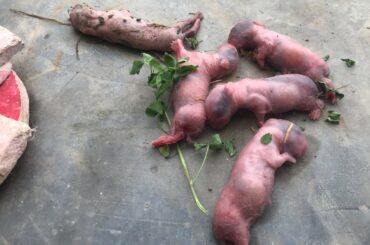 Rabbit bunny dead 6 baby rabbit dead in pakistan