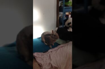 My cute rabbits are playing||life of cute rabbits