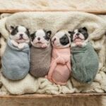 cutest funny baby terrier puppies