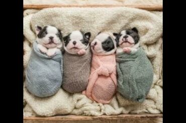 cutest funny baby terrier puppies