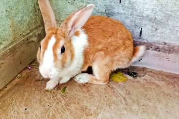 Cute Bunny Video | Cute Rabbit | Digging Compilation | #Hunnybunny