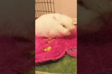 how cute 10years old netherland  dwarf bunny marshmallow love to rubs his body.