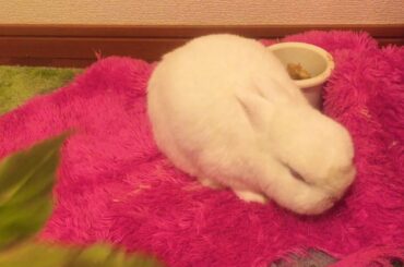 cute netherland dwarf marshmallow bunny doesn't eat his favorite vegetables Ashitaba at all.