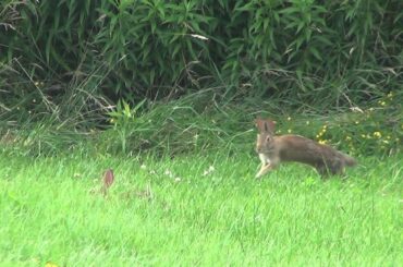 2 Rabbits Running Jumping  and Playing Around