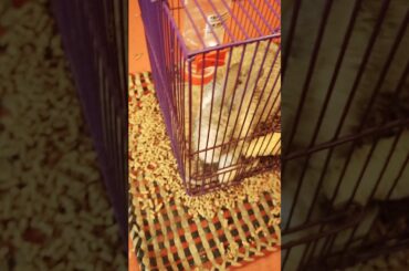 My cute rabbit guineverre