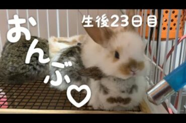 赤ちゃんうさぎのおんぶがかわいすぎた！ホーランドロップ  生後23日目！