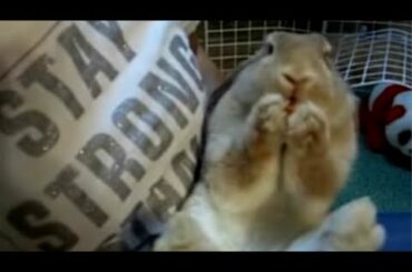 An Interesting Rabbit Ⅲ