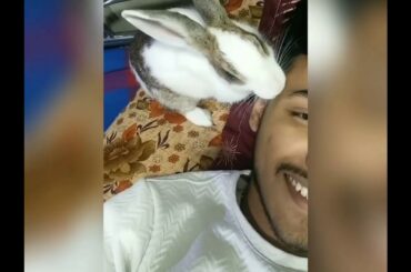 Rabbit licks too much | Adorable pet | PukuThe LapiN