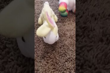 Rabbits Are Amazing