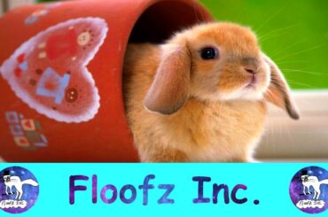 BUNNIES ARE SO CUTE AND FUNNY!