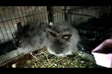 Lion Head Rabbits Gray