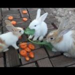 My trip visit Cute Rabbit , Baby rabbit and mother Rabbit in Cambodia