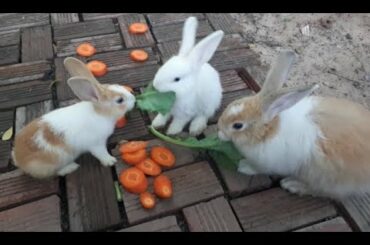 My trip visit Cute Rabbit , Baby rabbit and mother Rabbit in Cambodia