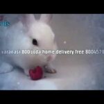Rabbit sell varanasi home delivery free8004579067