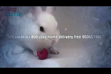 Rabbit sell varanasi home delivery free8004579067