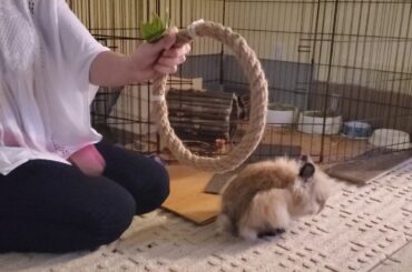 Gizmo the baby Lionhead rabbit learning the high hoop jump