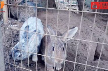 Cute Rabbit funny Video ## Hunny Bunny ## khorgos bwsarok Thonglaimani