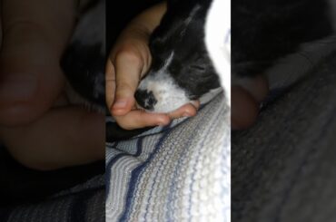 NEW PUPPY 🐶 VS 🐱 LOL. 🐱OR 🐕