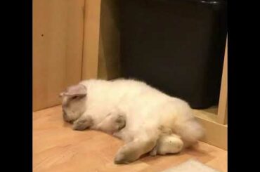 Bunny rabbit plays dead when sleeping 😂 Freddy the bunny...... 😝
