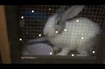 my lovely bunny stormi ☁︎