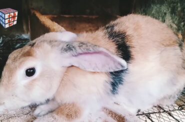 RABBIT FACULTY #bunny #bunniesofinstagram #bunnies #business #bunnylove #youtube #sco