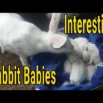 Rabbit Babies Newborn to 7 Days - ৭ দিনের বাচ্চা ও মা খরগোশ।