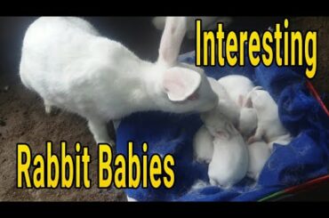 Rabbit Babies Newborn to 7 Days - ৭ দিনের বাচ্চা ও মা খরগোশ।