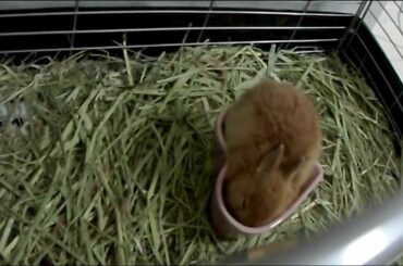 Cute bunny Rabbit into the heart!!Netherland Dwarf